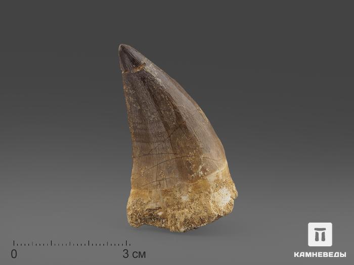 Зуб мозазавра окаменелый (Mosasaurus anceps), 5,5х3х2,5 см, 14687, фото 1