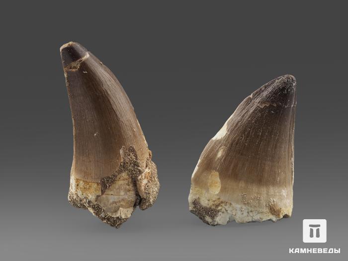 Зуб мозазавра окаменелый (Mosasaurus anceps), 5,5х3х2,5 см, 14687, фото 2