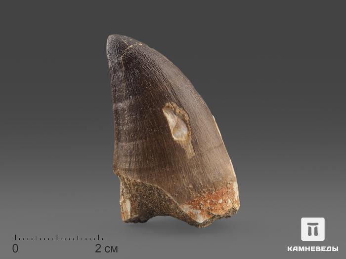 Зуб мозазавра окаменелый (Mosasaurus anceps), 5,7х3,2х2,7 см, 9977, фото 1