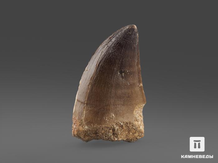 Зуб мозазавра окаменелый (Mosasaurus anceps), 5,7х3,2х2,7 см, 9977, фото 2