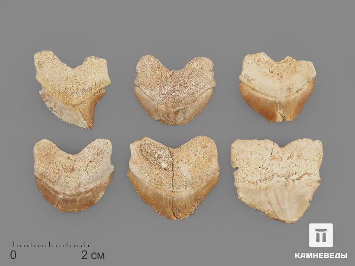 Зуб акулы Squalicorax pristodontus, 1,5-3 см, 14684, фото 1