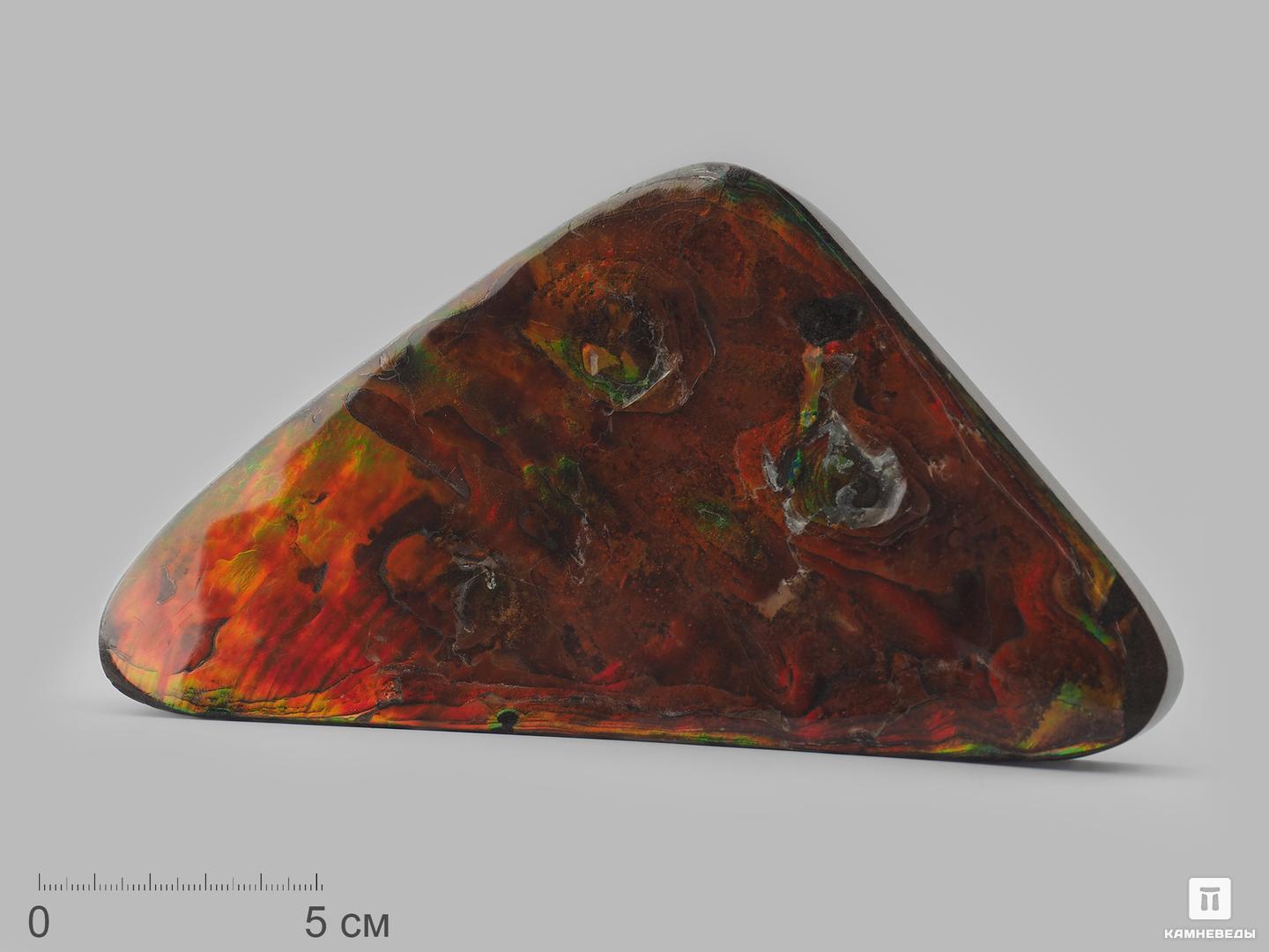 Аммолит (ископаемый перламутр аммонита), 18,2х9,2х2 см древний корпорация