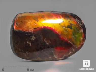 Аммолит. Аммолит (ископаемый перламутр аммонита), 16х9,5х2,5 см