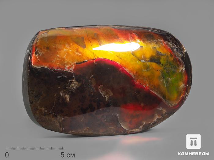 Аммолит (ископаемый перламутр аммонита), 16х9,5х2,5 см, 14764, фото 1