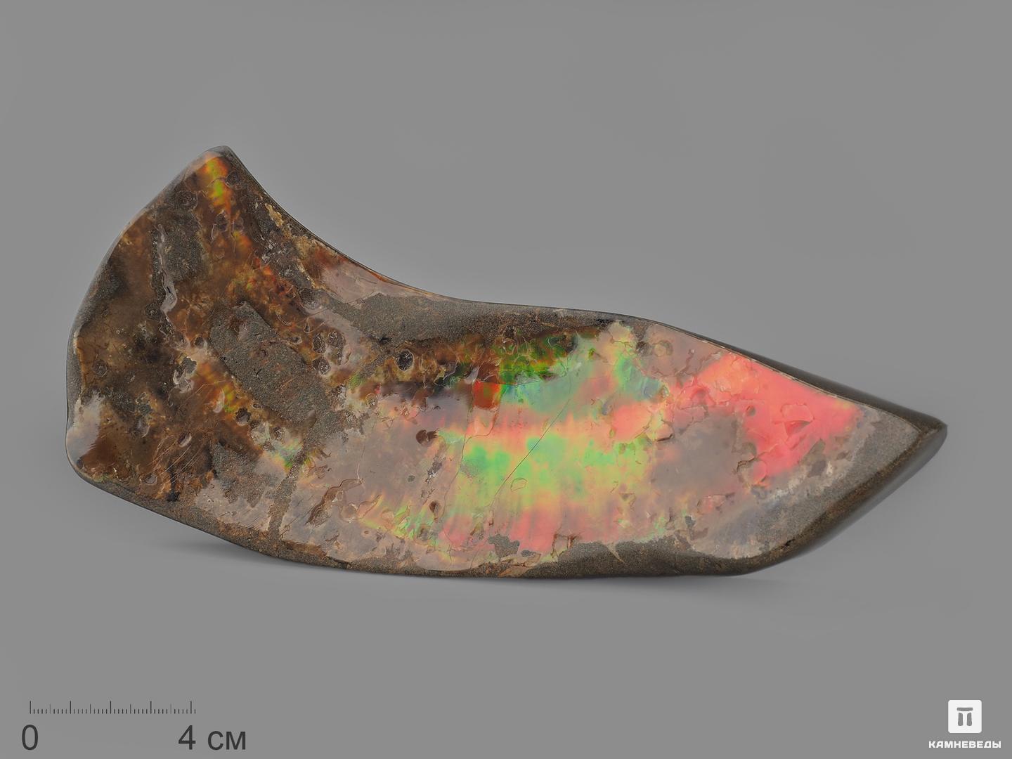 Аммолит (ископаемый перламутр аммонита), 19х8,2х3,8 см, 14763, фото 1