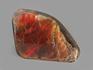 Аммолит (ископаемый перламутр аммонита), 10,3х6,6х1,4 см, 14760, фото 2