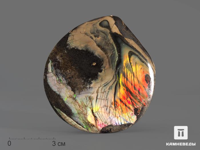 Аммолит (ископаемый перламутр аммонита), 7,8х7,6х1,6 см, 14747, фото 1