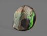 Аммолит (ископаемый перламутр аммонита), 7,8х7,6х1,6 см, 14747, фото 3