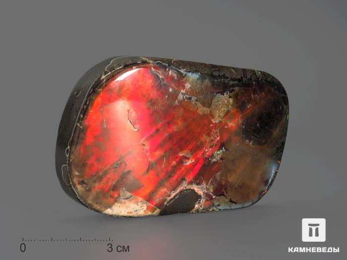 Аммолит (ископаемый перламутр аммонита), 8,6х5,3х1,5 см, 14748, фото 1