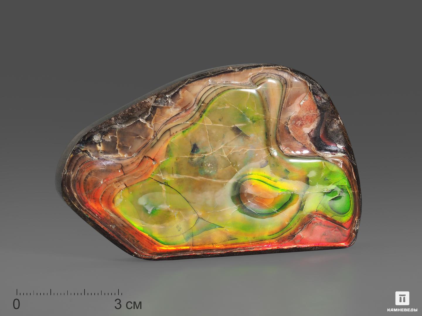 Аммолит (ископаемый перламутр аммонита), 9,2х6,8х0,5 см удивительный древний мир