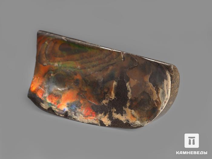 Аммолит (ископаемый перламутр аммонита), 8,1х3,6х1,2 см, 14743, фото 2