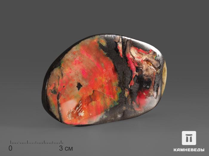 Аммолит (ископаемый перламутр аммонита), 8,4х5х0,6 см, 14744, фото 1
