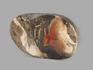 Аммолит (ископаемый перламутр аммонита), 7,8х4,9х2,5 см, 14745, фото 2