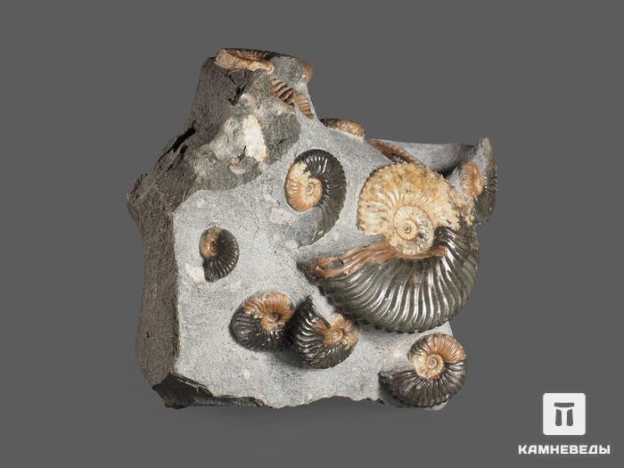 Аммониты Deshayesites sp. на породе, 10х9,4х8,8 см, 15521, фото 2