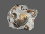 Аммониты Deshayesites sp. на породе, 10х9,4х8,8 см, 15521, фото 3