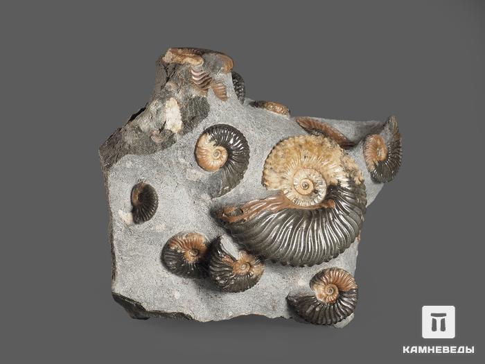 Аммониты Deshayesites sp. на породе, 10х9,4х8,8 см, 15521, фото 5