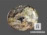 Канкринит, полированная галька 5,5х4,8х1,6 см, 15726, фото 2