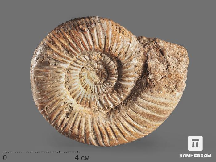 Аммонит Kranosphinctes sp., 8-9 см, 15988, фото 1