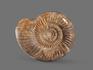 Аммонит Kranosphinctes sp., 7-8 см, 15984, фото 2