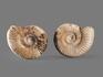 Аммонит Kranosphinctes sp., 7-8 см, 15984, фото 3