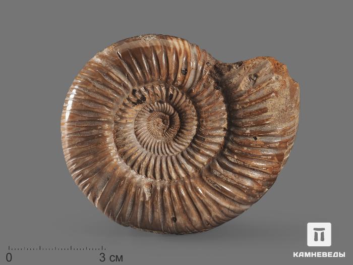 Аммонит Kranosphinctes sp., 7-8 см, 15984, фото 1