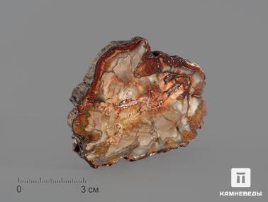 Окаменелое дерево. Окаменелое дерево, полированный срез 6-6,5 см