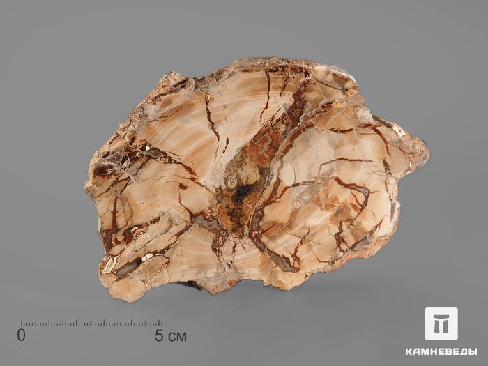 Окаменелое дерево, полированный срез 13,2х8,8х1,1 см, 8-9/31, фото 1