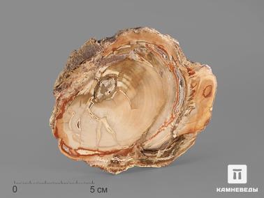 Окаменелое дерево. Окаменелое дерево, полированный срез 12,7х10,8х1,1 см