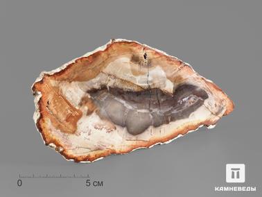 Окаменелое дерево. Окаменелое дерево, полированный срез 16х8,4х1,2 см