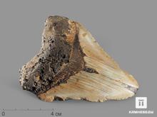 Зуб акулы Carcharocles megalodon, 10х7,5х2 см