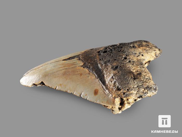 Зуб акулы Carcharocles megalodon, 10х7,5х2 см, 8-22/15, фото 3