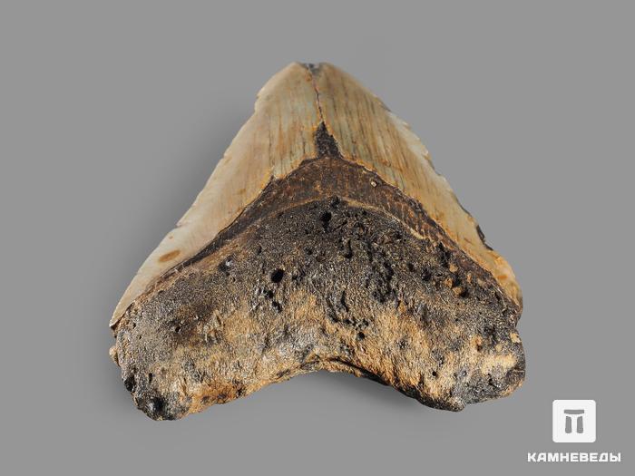 Зуб акулы Carcharocles megalodon, 10х7,5х2 см, 8-22/15, фото 4