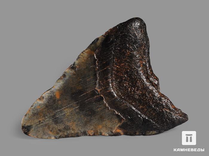 Зуб акулы Carcharocles megalodon, 11,7х8,5х2,8 см, 16364, фото 2