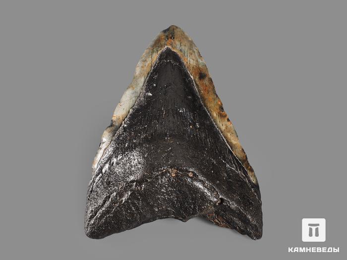 Зуб акулы Carcharocles megalodon, 11,7х8,5х2,8 см, 16364, фото 3