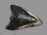 Зуб акулы Carcharocles megalodon, 11,7х8,5х2,8 см, 16364, фото 1