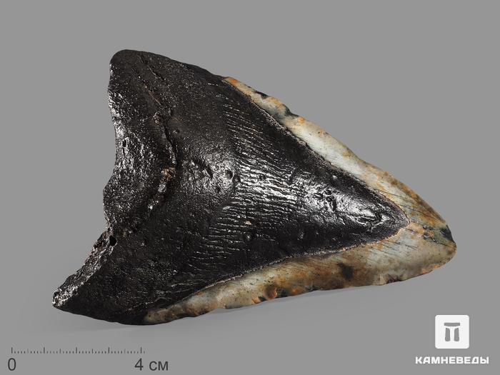 Зуб акулы Carcharocles megalodon, 11,7х8,5х2,8 см, 16364, фото 1