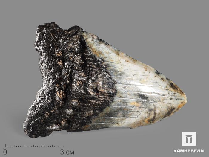 Зуб акулы Carcharocles megalodon, 9,5х7х2 см, 16362, фото 1