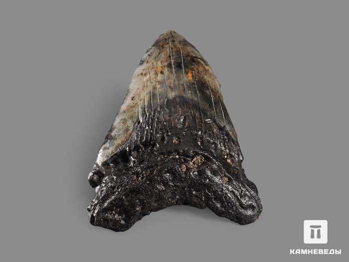 Зуб акулы Carcharocles megalodon, 9,5х7х2 см, 16362, фото 2