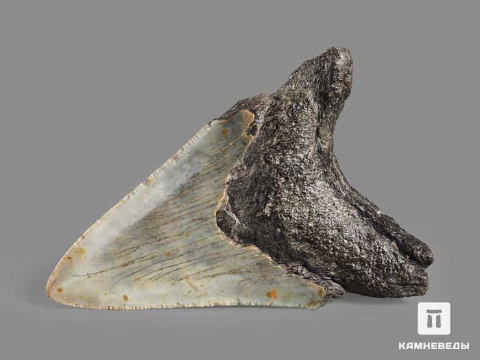 Зуб акулы Carcharocles megalodon, 11х7,5х2,5 см, 16363, фото 2