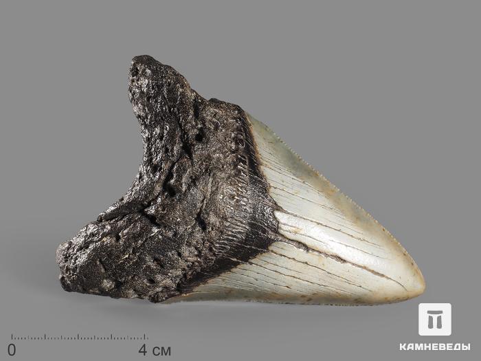 Зуб акулы Carcharocles megalodon, 11х7,5х2,5 см, 16363, фото 1