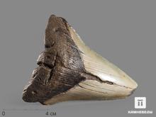 Зуб акулы Carcharocles megalodon, 10х8,5х2,5 см