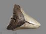 Зуб акулы Carcharocles megalodon, 10х8,5х2,5 см, 5548, фото 1