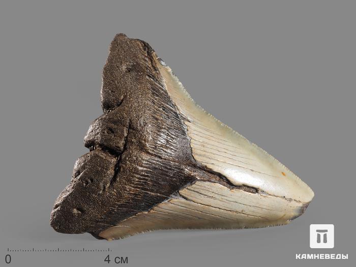 Зуб акулы Carcharocles megalodon, 10х8,5х2,5 см, 5548, фото 1