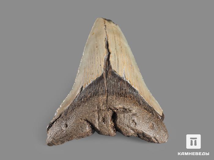 Зуб акулы Carcharocles megalodon, 10х8,5х2,5 см, 5548, фото 2