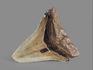 Зуб акулы Carcharocles megalodon, 10х8,5х2,5 см, 5548, фото 3
