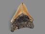Зуб акулы Carcharocles megalodon, 7х5,8х1,6 см, 8-22/7, фото 2