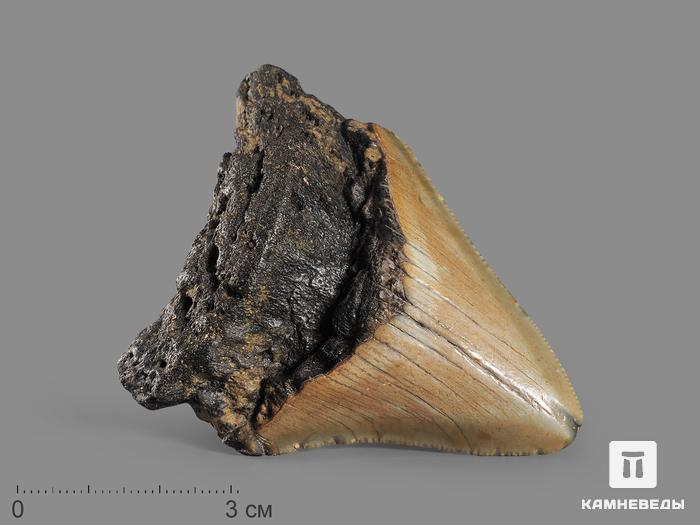 Зуб акулы Carcharocles megalodon, 7х5,8х1,6 см, 8-22/7, фото 1