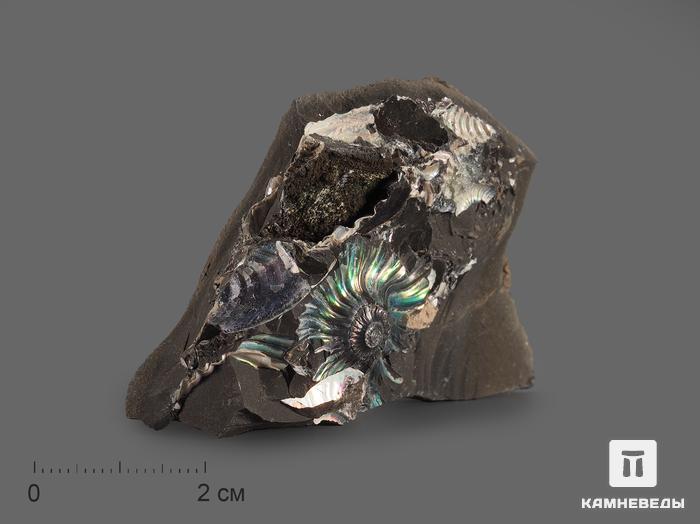 Аммонит с перламутром в породе (отпечаток), 5-9,5 см, 17067, фото 1