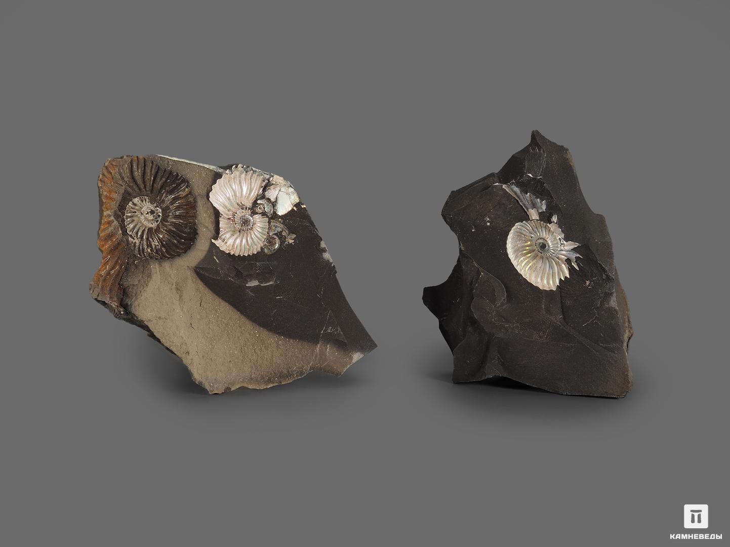 Аммонит с перламутром в породе (отпечаток), 5-10 см, 17068, фото 2