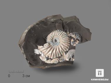 Аммонит, Перламутр. Аммонит с перламутром в породе (отпечаток), 15х11,5х4,5 см